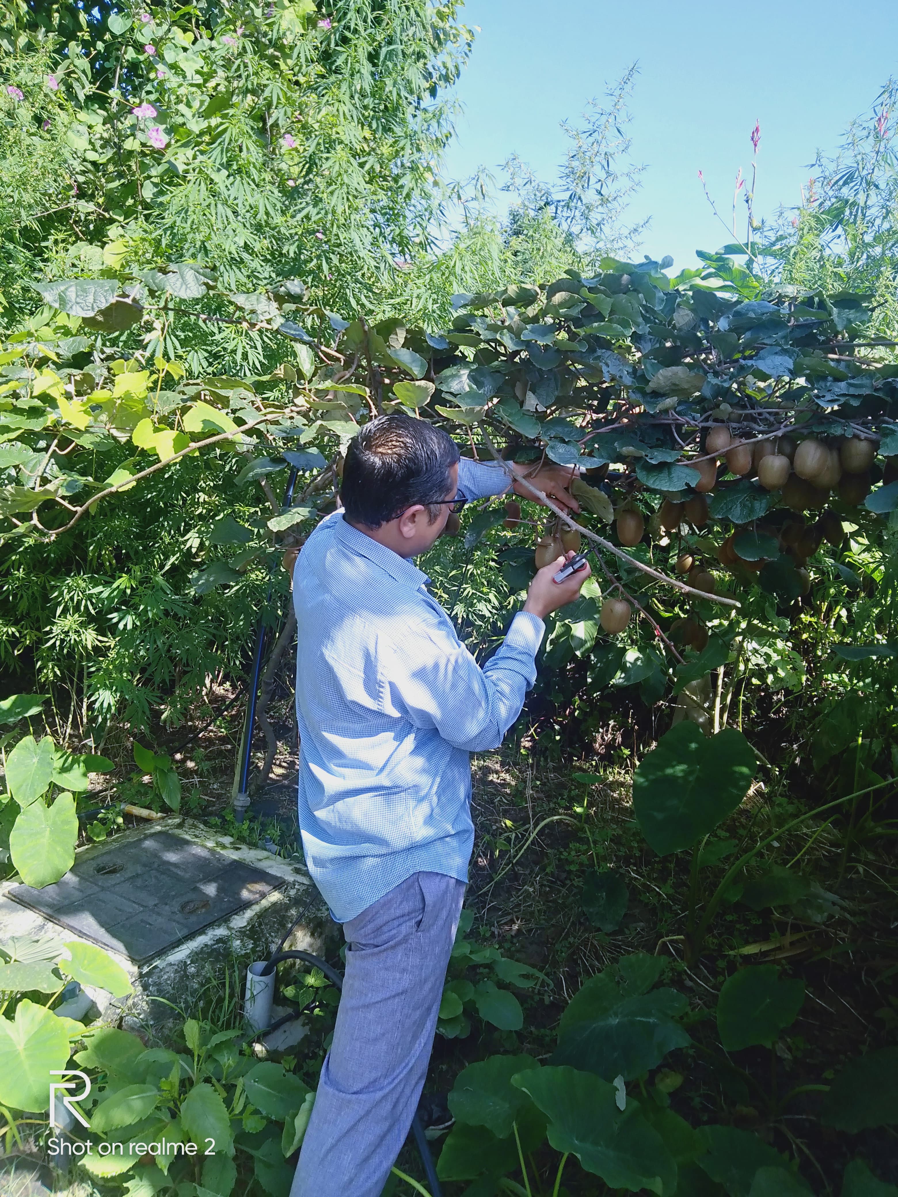Kiwi Orchard Development