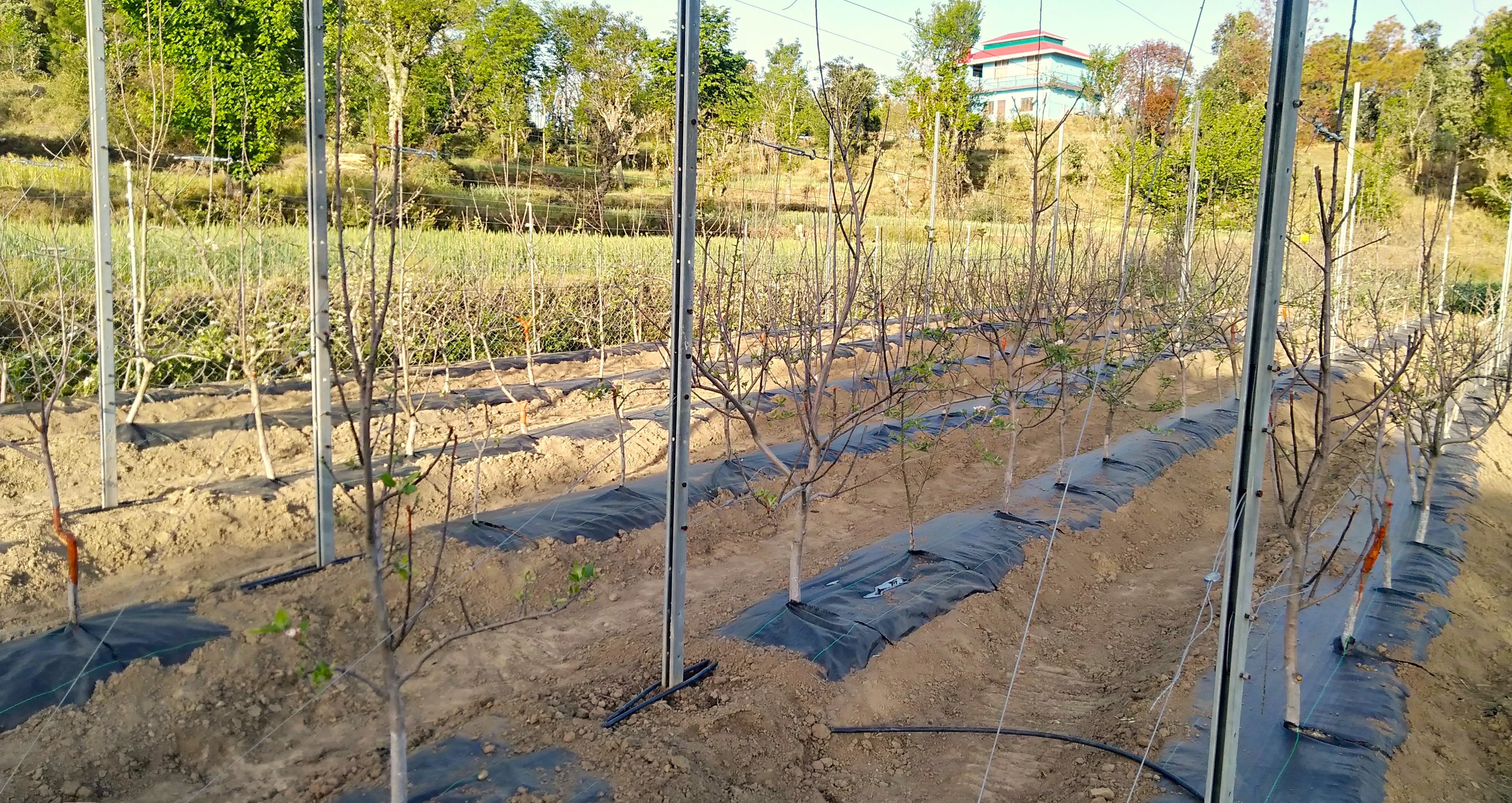 Course image for Advanced HD Orchards