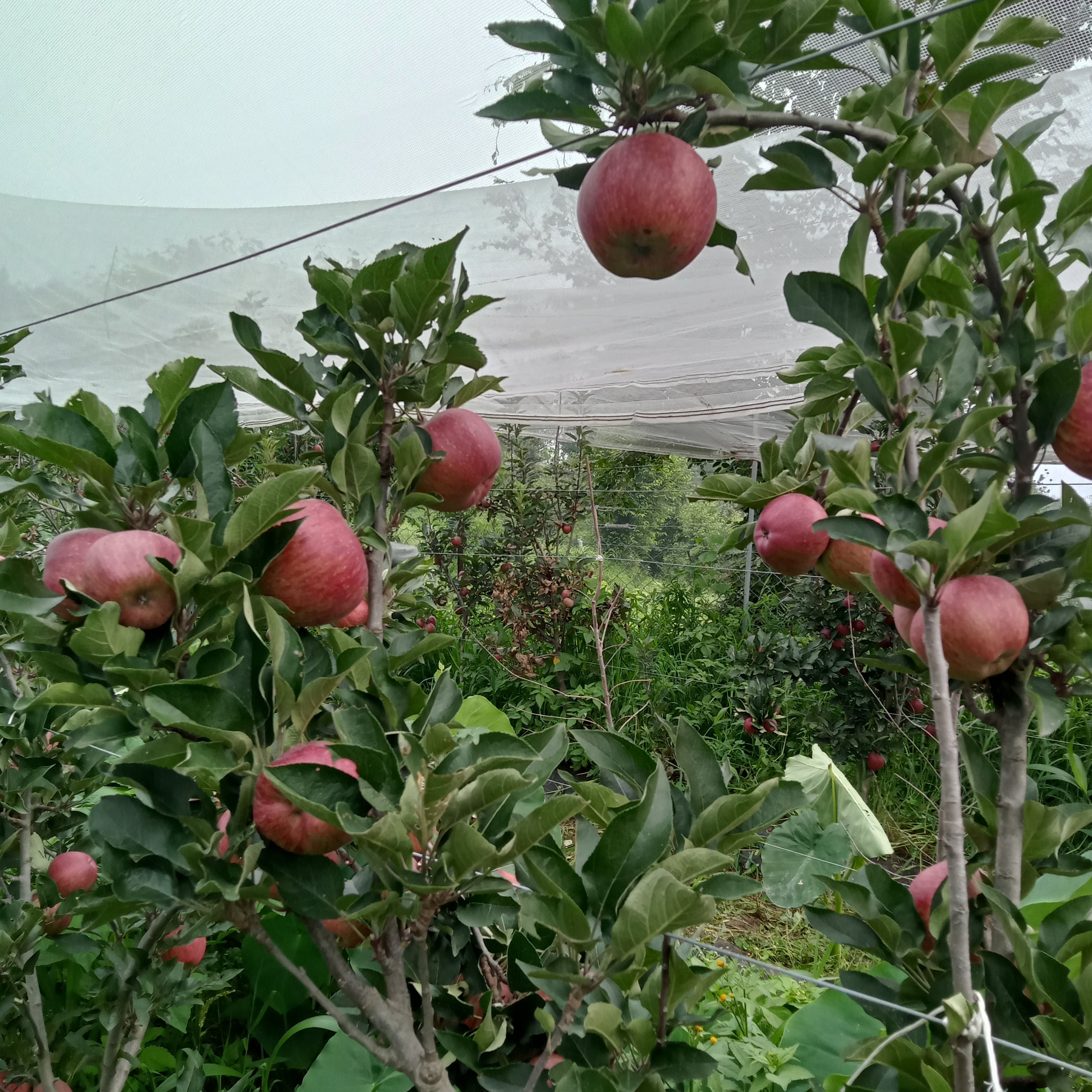 Course image for Apple farming