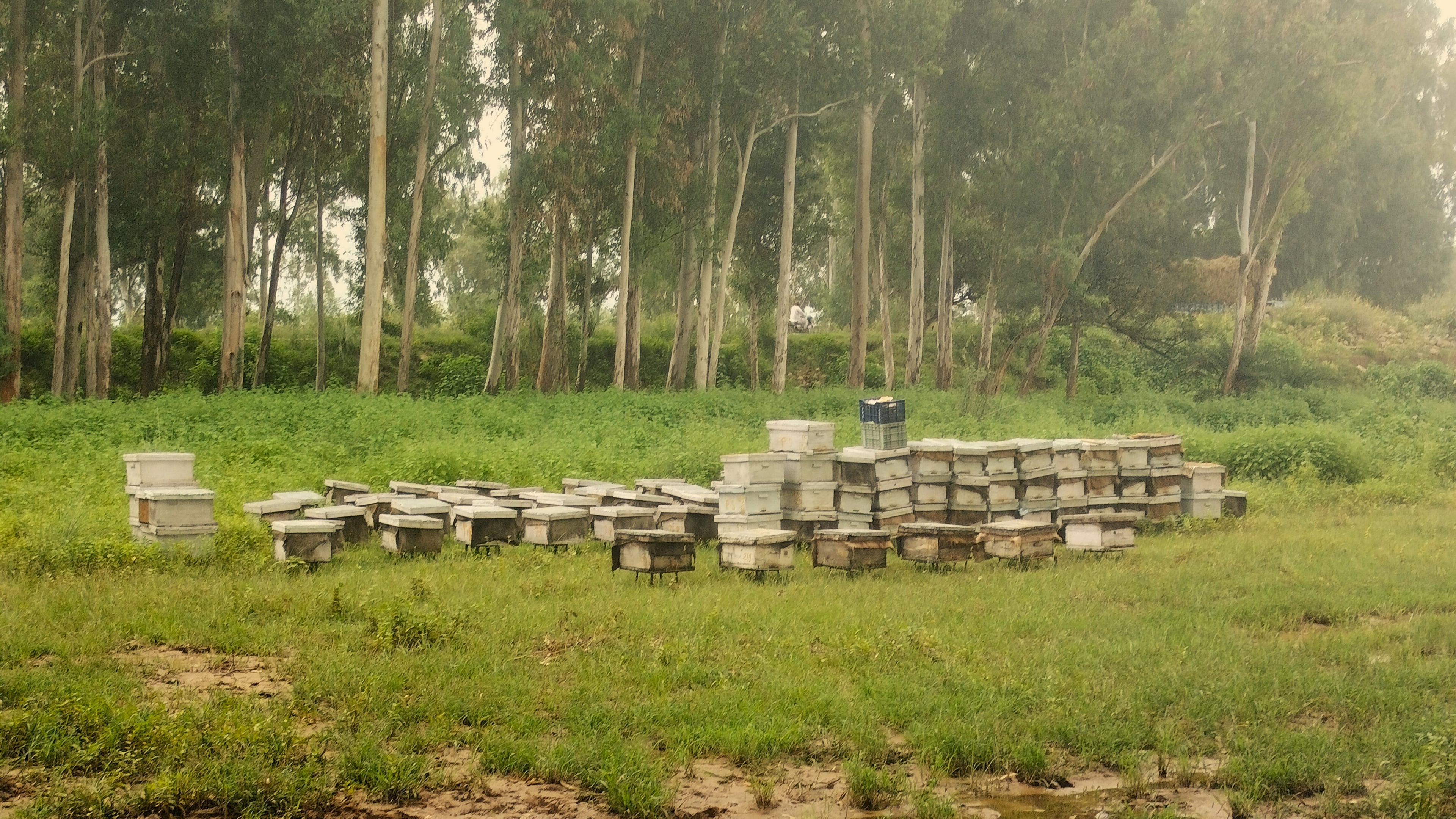 Course image for Bee keeping