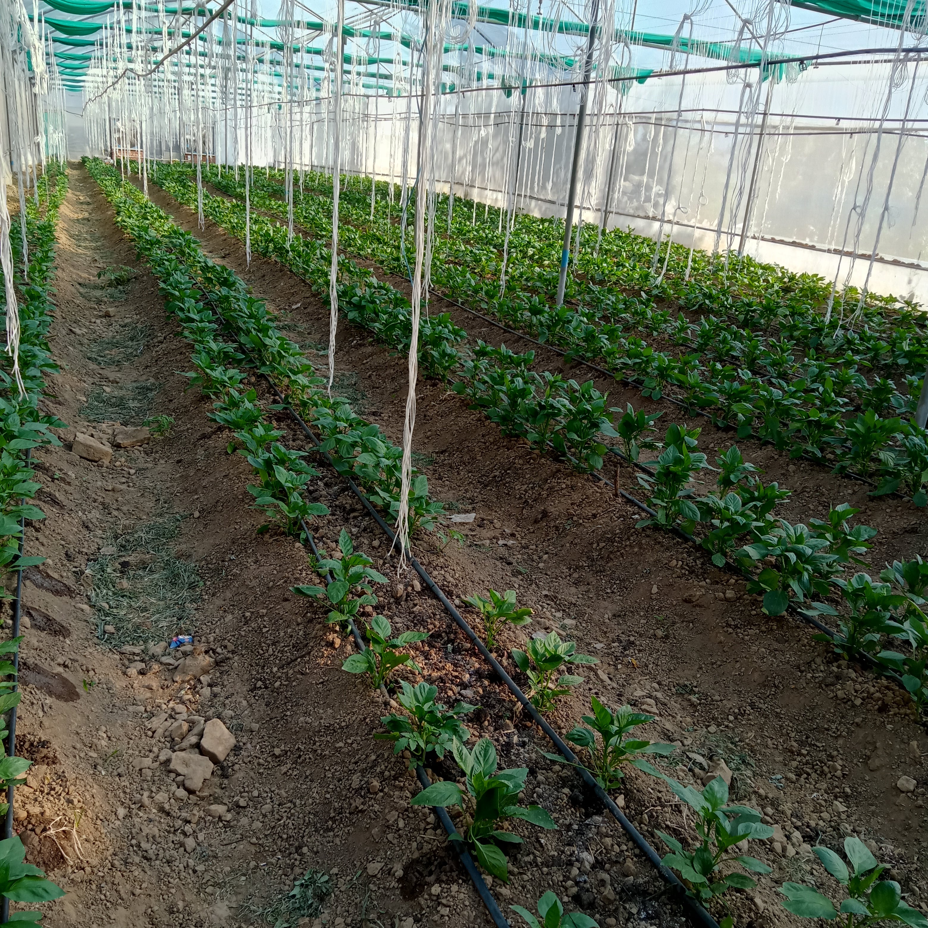 Course image for Cash Crop management