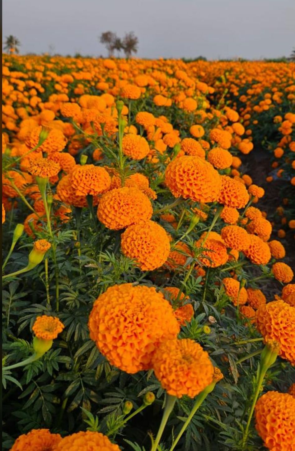 Course image for Floriculture