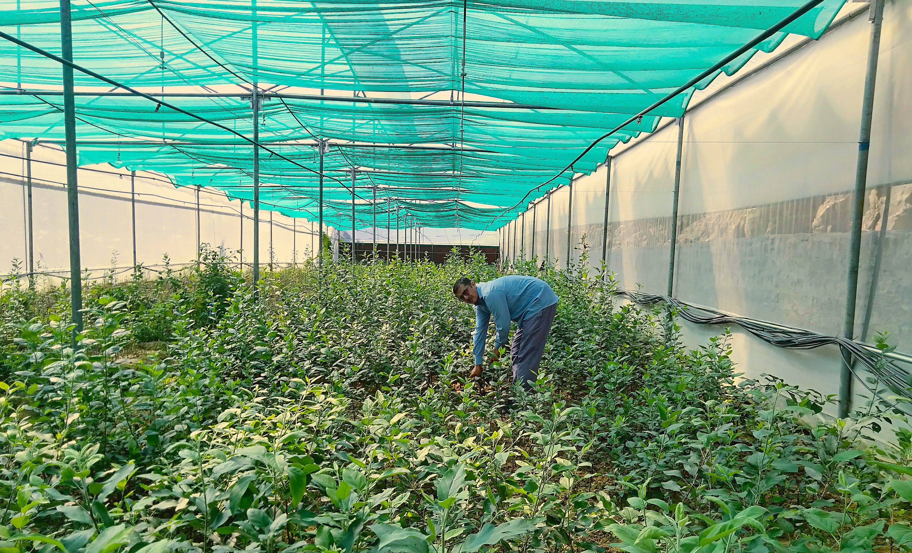 Course image for Green house management