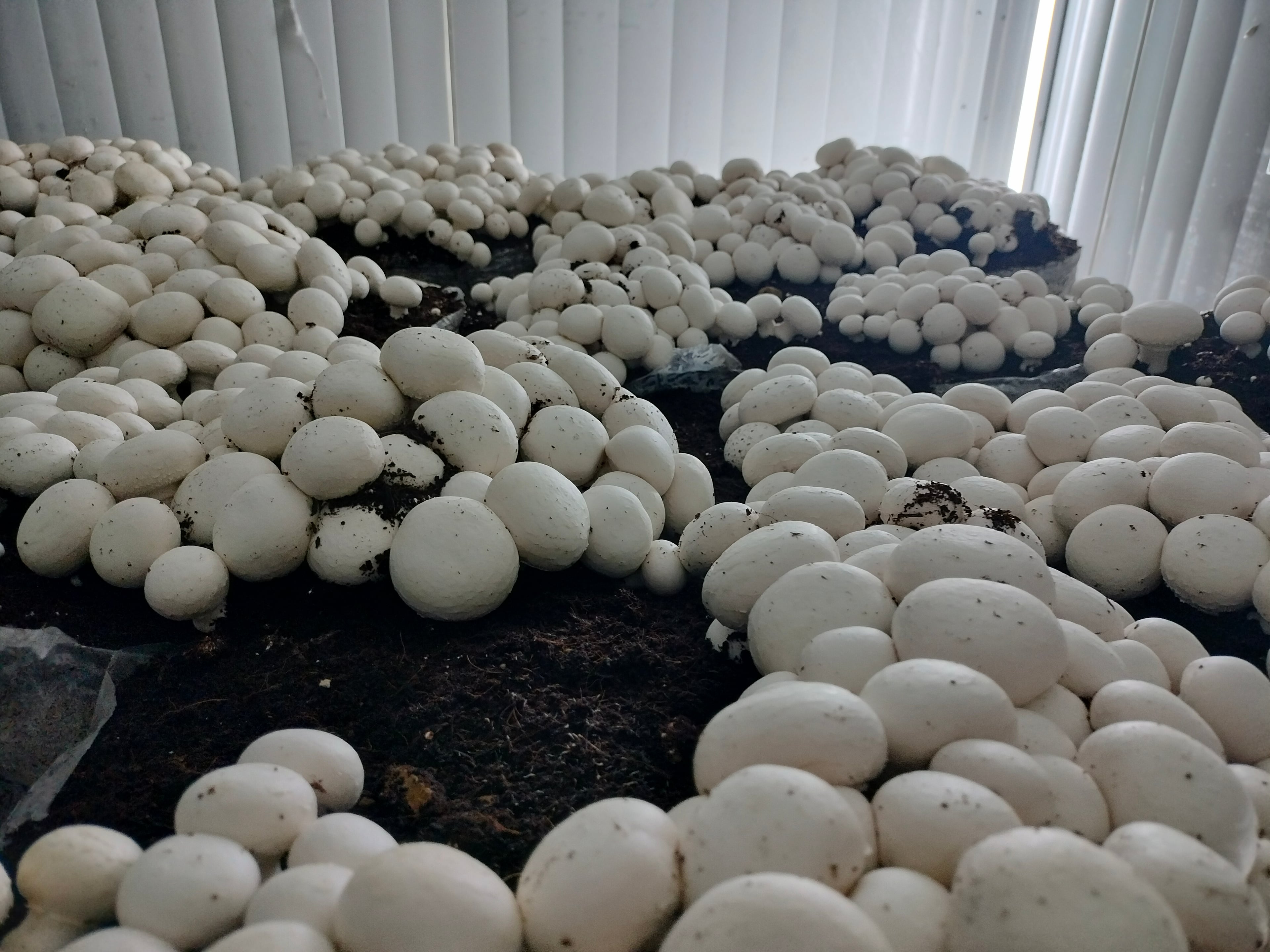 Course image for Mushroom Cultivation