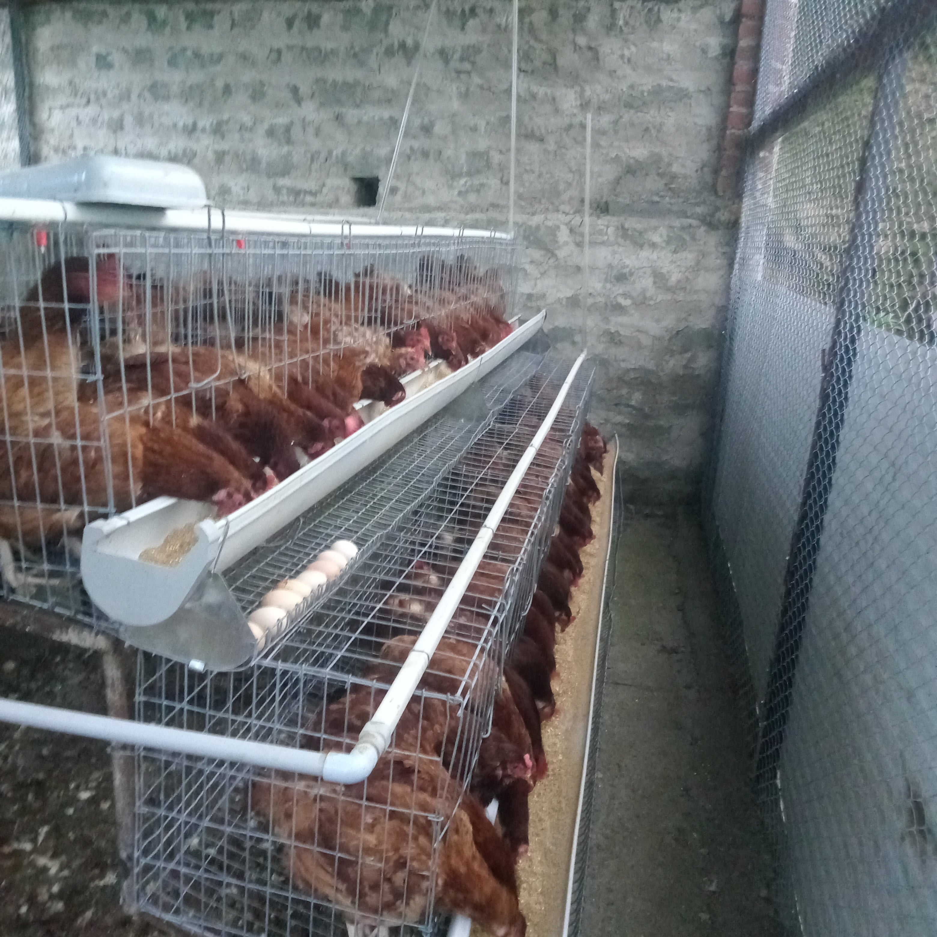 Course image for Organic Poultry Farming